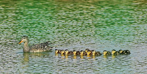 《Fate＆Samurai Remnant》新宣传片：“能力强化”